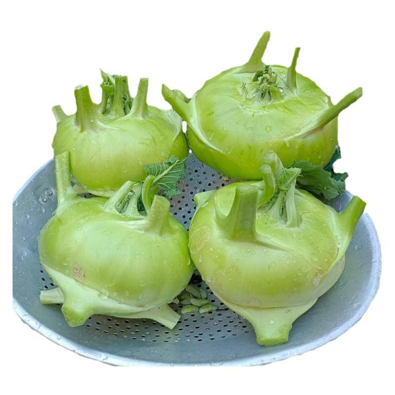 云南省农家自种新鲜苤蓝大头菜芥菜头疙瘩扑溜克撇了现摘现发包邮