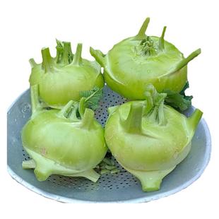 云南省农家自种新鲜苤蓝大头菜芥菜头疙瘩扑溜克撇了现摘现发包邮