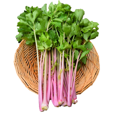 蔬菜盆栽春季芹菜种子