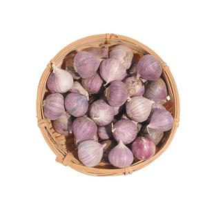 云南大理直销农家自种紫皮小独蒜迷你独头蒜独头珍珠蒜小个独头蒜