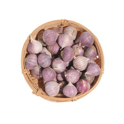 云南紫皮小蒜农家自种独蒜喵园子