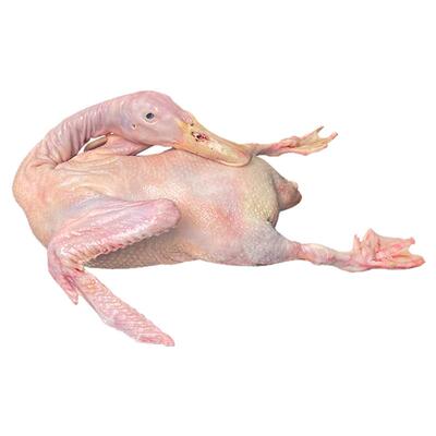 广西老鸭子土鸭子整只约5.5斤