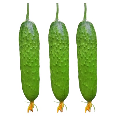 水果黄瓜种子摘不败节节有瓜阳台盆栽高产早熟四季播种小黄瓜种籽