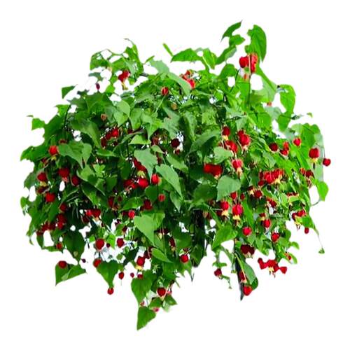 灯笼花盆栽四季开花苗爬藤植物阳台室内外倒挂金钟花卉树苗风铃花