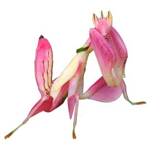 兰花螳雨林缸螳螂活体另类宠物办公教室饲养动物昆虫创意儿童礼物