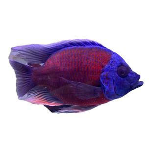 蓝面财神大型观赏鱼金红龙配虎鱼热带鱼魟鱼活体招财鱼好养耐活