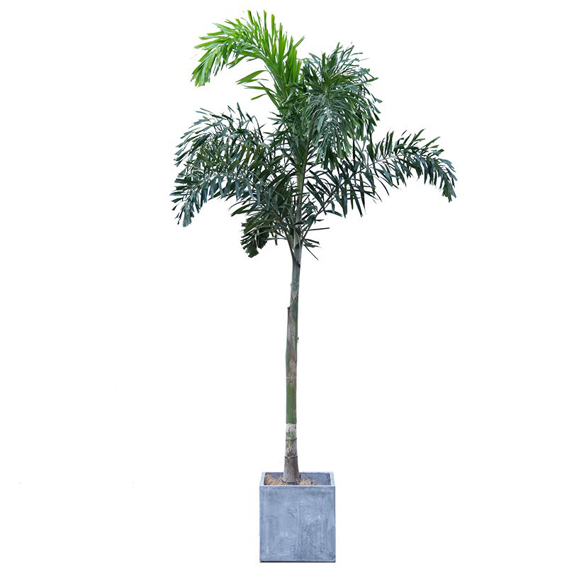 布迪椰子树棕榈树海枣树