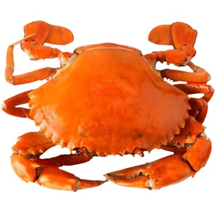 三门青蟹鲜活螃蟹3斤4-6只全母大红膏蟹礼盒海鲜水产红鲟海蟹满膏