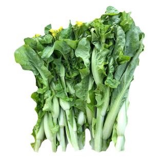 早熟白菜苔种子秋冬抽苔早甜白菜心种籽红菜薹菜种籽农家蔬菜种孑