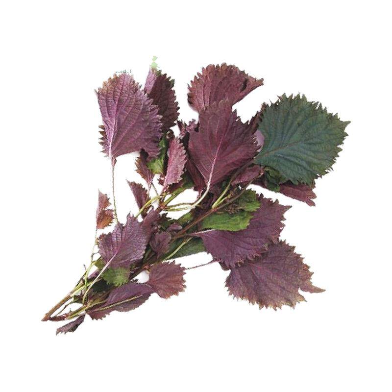 新鲜紫苏叶苏子叶包邮香料