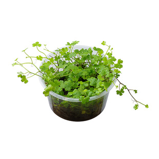 天胡荽水草鱼缸天湖茜天湖葵地钱鱼缸前景草水下叶造景包邮水下叶