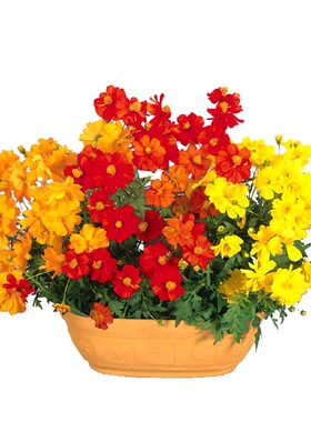硫华菊花种子籽黄波斯菊种子夏季耐热庭院花卉黄秋英花草种子易种