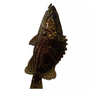 波纹鳜,咪咪鳜,稀有鳜鱼,食肉鱼类吃小鱼小虾好养野采养定发货