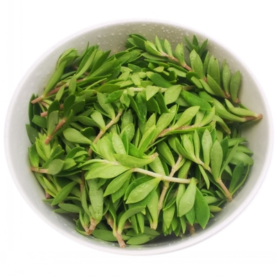 正宗可食用垂盆草养肝护肝