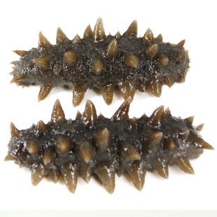 大连底播野生刺参即食海参深海野参孕妇参500g鲜活7-8年辽高刺参