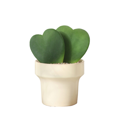 一片心盆栽多肉植物室内绿植礼物