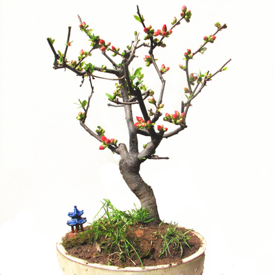 重瓣大红盆景耐寒海棠四季开花