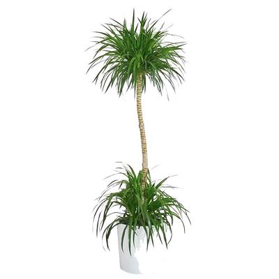 龙血树绿植室内好养活养死包赔