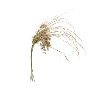 进口永生山茂竹山毛草天然干花植物配草毛绒花插花搭配客厅装饰