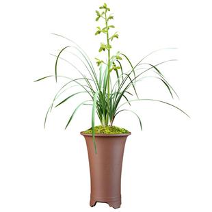 华香园兰花 大一品 蕙兰铭品 兰花苗浓香型 办公室内花卉绿植盆栽