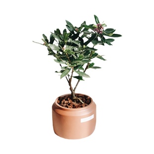 亲爱的绿植金边瑞香盆栽室内耐寒开花好养净化空气小清新客厅植物