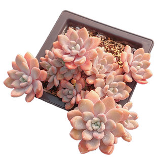 【掌柜精选抢拍一物一拍】特价精品多肉植物阳台盆栽绿植满28包邮