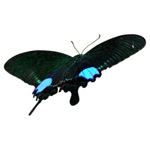 巴黎翠凤蝶大型高端品种活体蝴蝶毛毛虫蚕宝宝卵幼虫蛹可饲养可孵