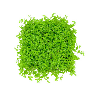 爬地矮珍珠水草日本植物生态鱼缸水草造景专用净化水质沉底无菌