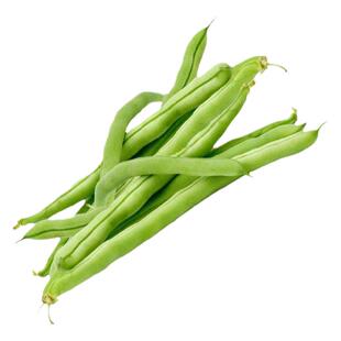 无架豆种子苗豆角子种四季豆种籽菜苗豇豆蔬菜豆地豆不搭架豆种秧