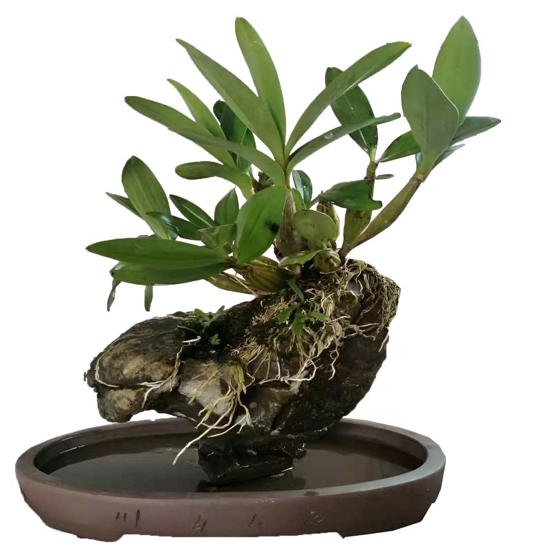 鼓槌石斛斑眼鼓大棒槌绿植室内阳桌面绿植