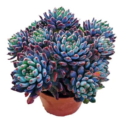 蓝苹果多肉植物蓝精灵净化空气