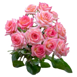 海蒂的花园旗舰店月季小苗花卉盆栽植物果汁阳台微型月季爬藤月季