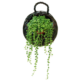 吊兰佛珠情人泪多肉植物长藤编壁挂花篮盆栽装饰阳台室内绿植盆栽
