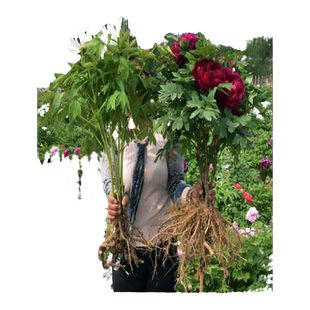 正宗洛阳牡丹花苗大苗花卉植物室内花易活好养盆栽庭院牡丹花树苗