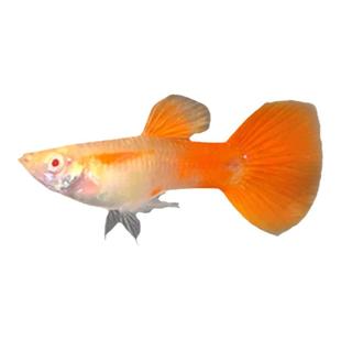 孔雀鱼活体观赏鱼淡水小型好养耐低温巴西红冰蓝大耳胎生可生小鱼