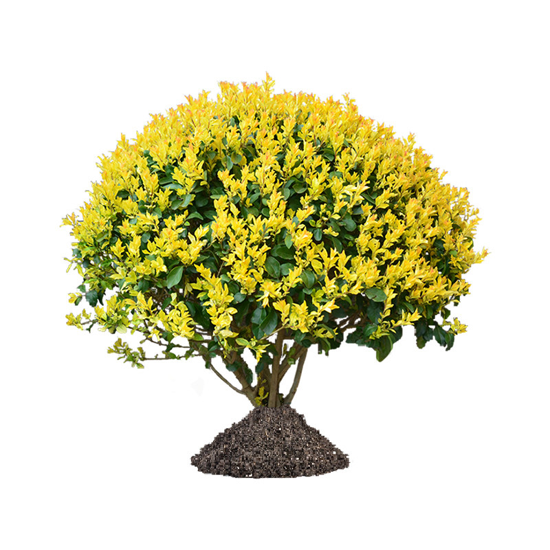 多年生耐寒花园植物苗农哥凤尾竹