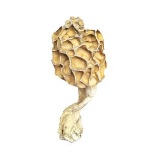 神农架深山特产野生羊肚菌干货羊肚蘑菇天然野生羊肚菌羊肚菇500g