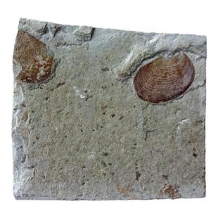 古生物三叶虫原石狼鳍鱼海百合鲨鱼牙菊石花蛤叶肢介化石标本2911