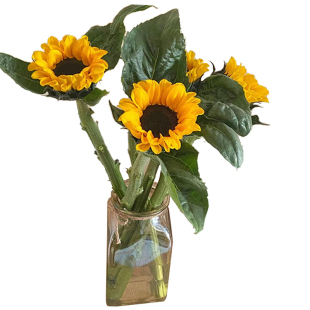 云南向日葵鲜花直发花束向阳花室内水培植物插花装饰鲜切花瓜子花