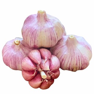 大蒜种子种籽蒜苔大蒜头蒜种蒜苗红皮蒜头紫皮广东直发农家土蒜种