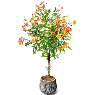 橙钟花盆栽苗室外植物阳台室外庭院花境观花绿植四季开花紫云藤花