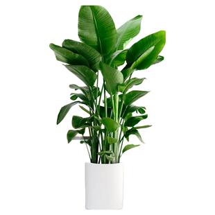 天堂鸟客厅绿植盆栽大型办公室室内阳台四季常青去甲醛植物鹤望兰