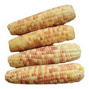 云南者甘香糯玉米新鲜香甜糯黏小玉米轻食农家代餐真空小包谷