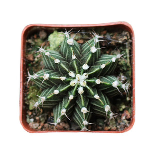 实生肋骨牡丹杂仙人球开花棱角分明勤花仙人掌多肉植物阳台小盆栽