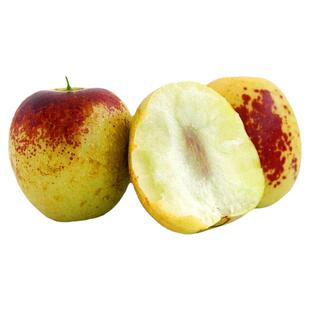 特大枣树苗沾化冬枣龙须大枣树盆栽地栽南方北方庭院种植当年结果