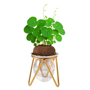 山乌龟水培桌面盆栽绿藤铜钱圆叶绿植盆景办公室内懒人旺发财植物