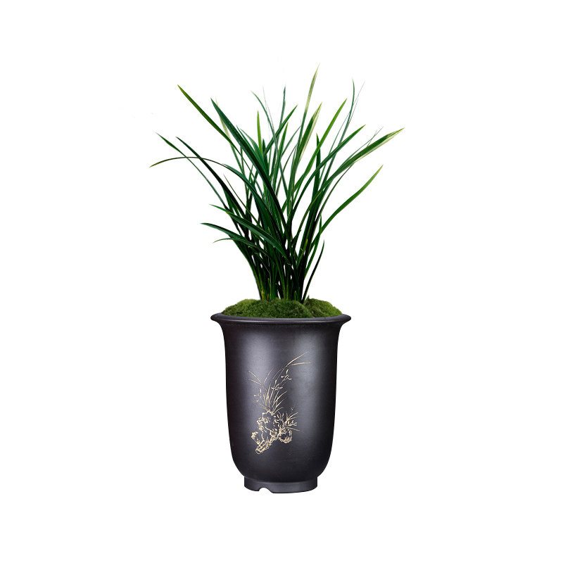 出水芙蓉荷瓣出水芙蓉高档精品