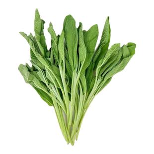 新鲜鼠尾草 西餐香料 南丹参Saga餐厅用香料 全店满5件