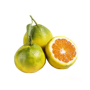 沙糖桔树苗正宗橘子树果苗广西无籽砂糖橘庭院盆栽地栽南北方种植