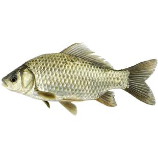 中科鲫鱼苗活鱼苗淡水鱼苗批发本地中科5号鲫鱼苗特大工程鲫鱼苗